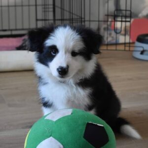 Ella - Female