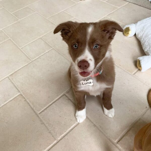 Luna - Female