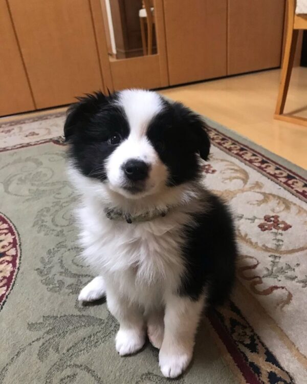 Mia - Female
