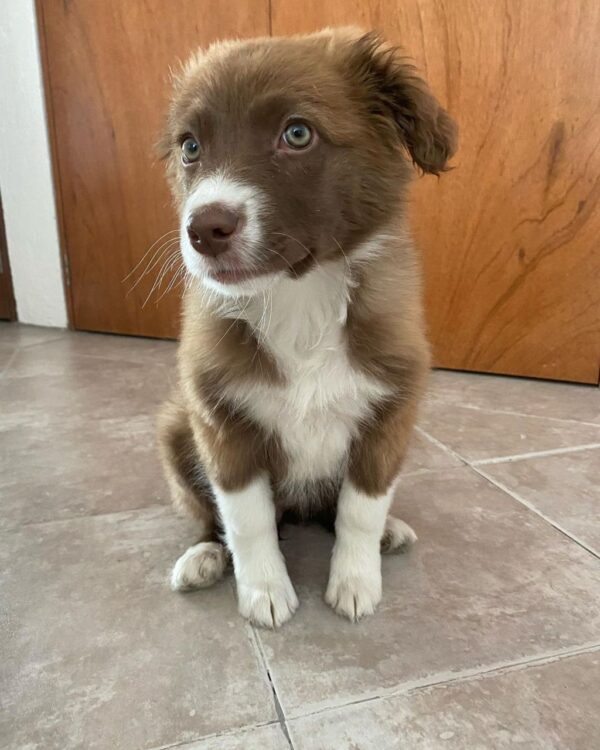 Molly - Female
